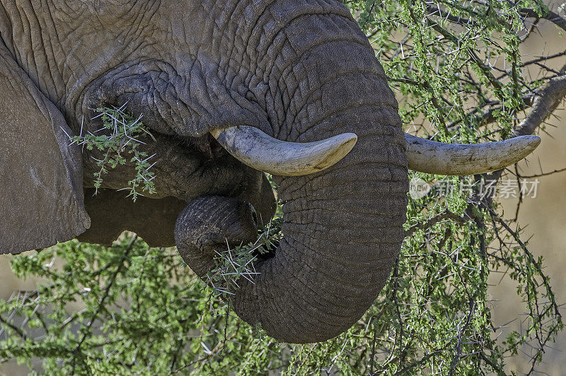 非洲丛林象或非洲草原象(Loxodonta africana)是两种非洲象中较大的一种。肯尼亚桑布鲁国家保护区。吃一个相思。